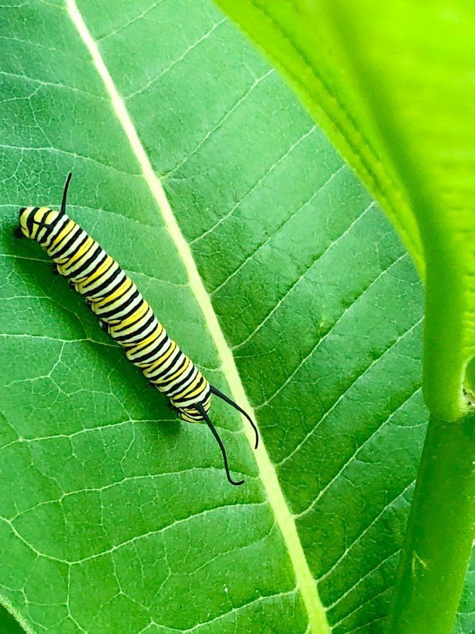 Jorgensen garden milkweed